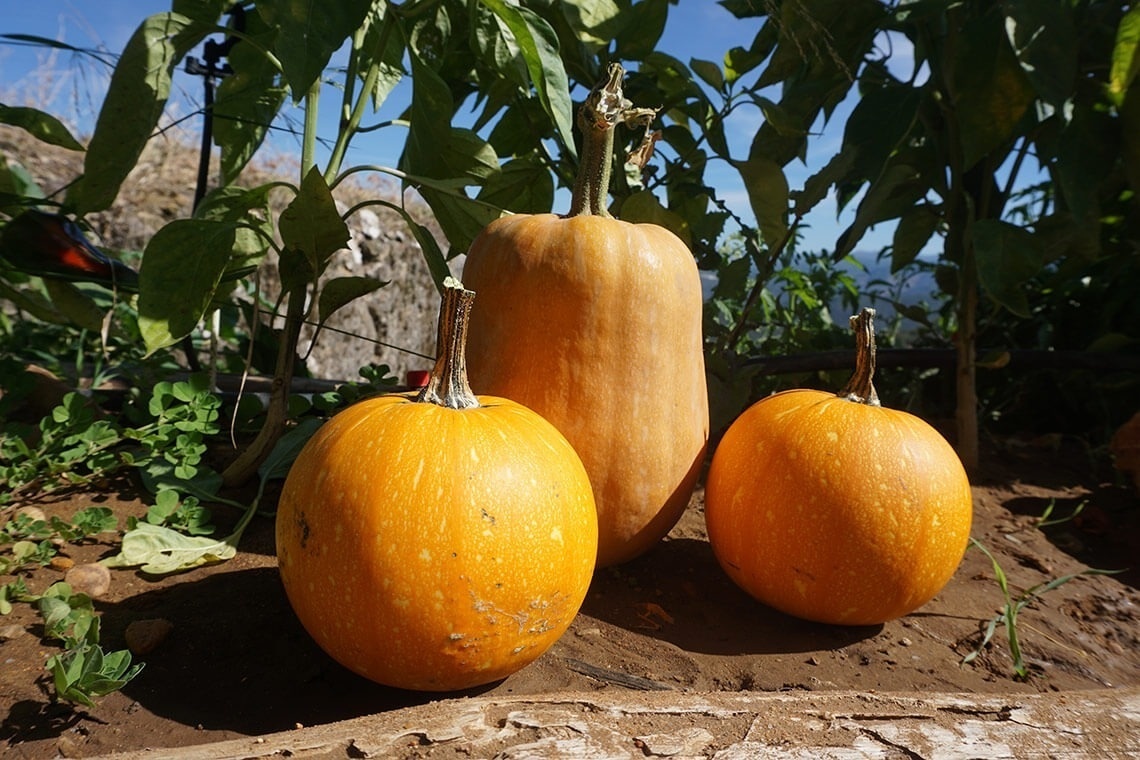 three pumpkins are sitting on the ground in a garden