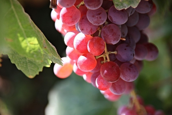 un racimo de uvas rojas colgando de una rama