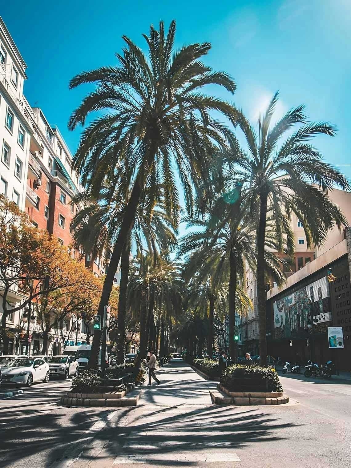 una calle con palmeras y edificios en el fondo