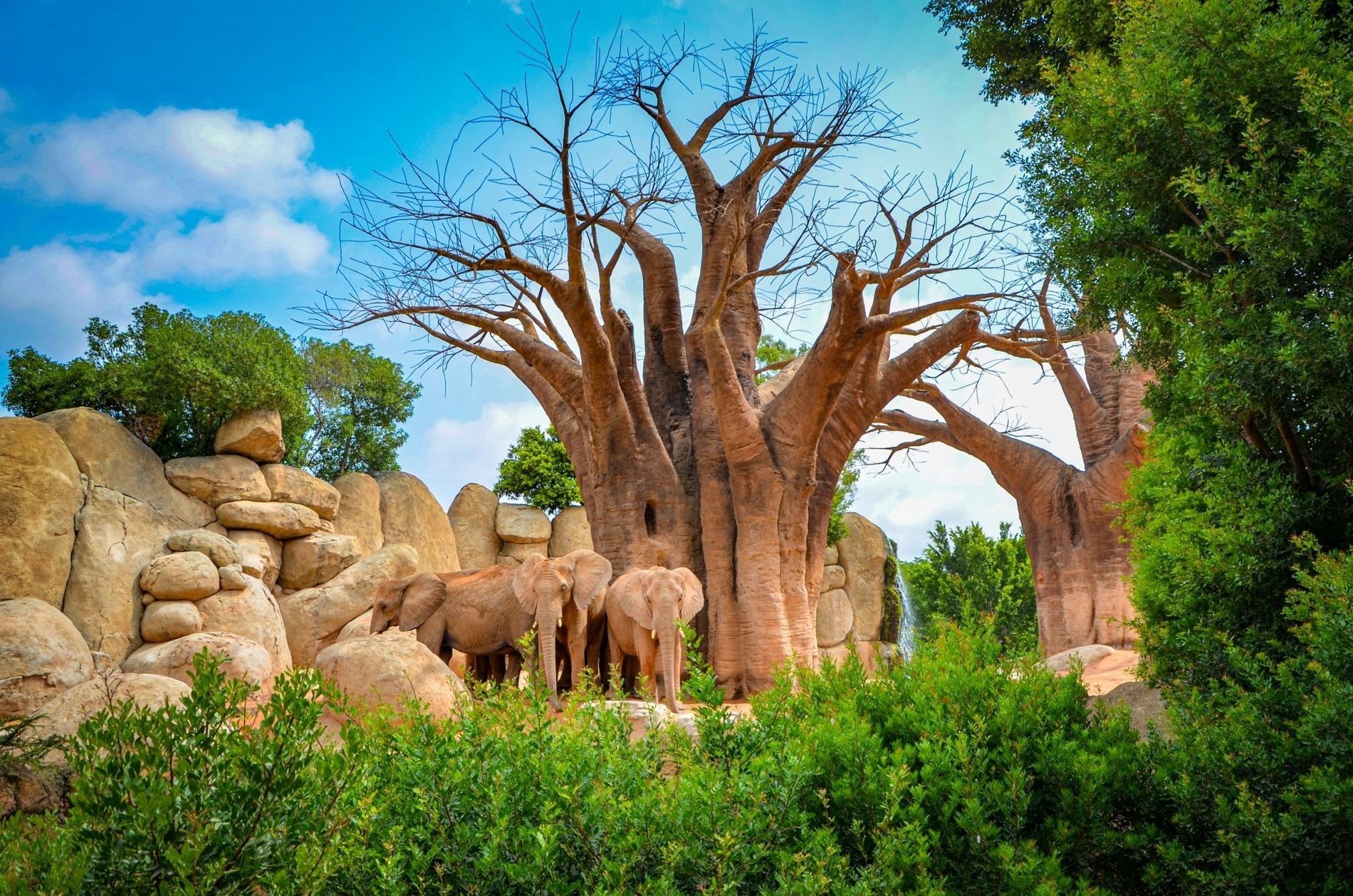 un grupo de elefantes está parado alrededor de un árbol