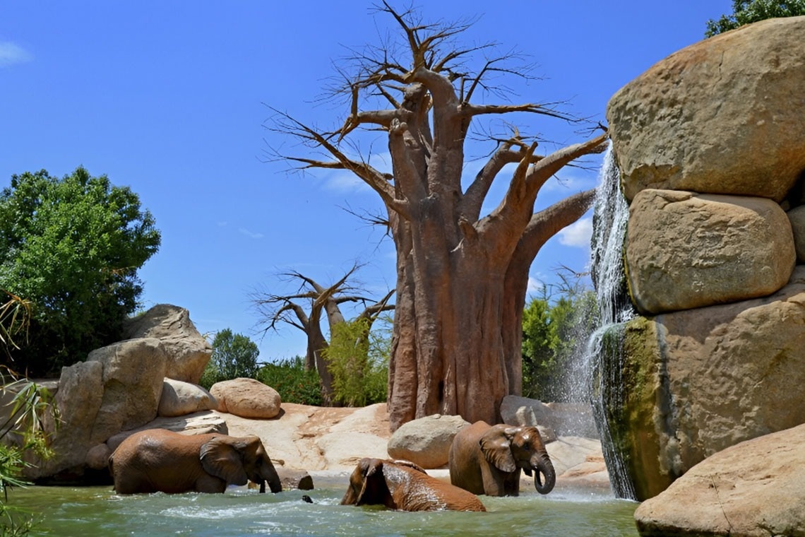 un grupo de elefantes nadando en el agua junto a una cascada