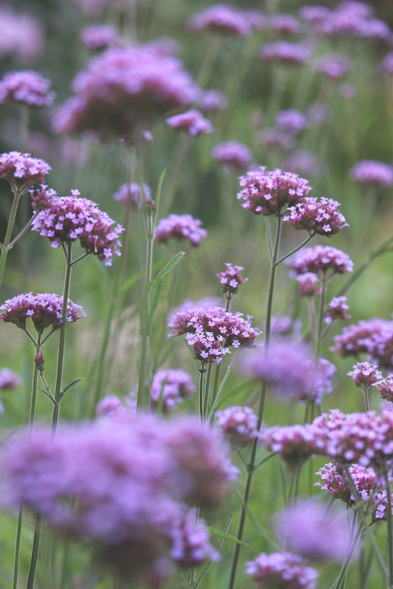un campo de flores moradas con un fondo verde