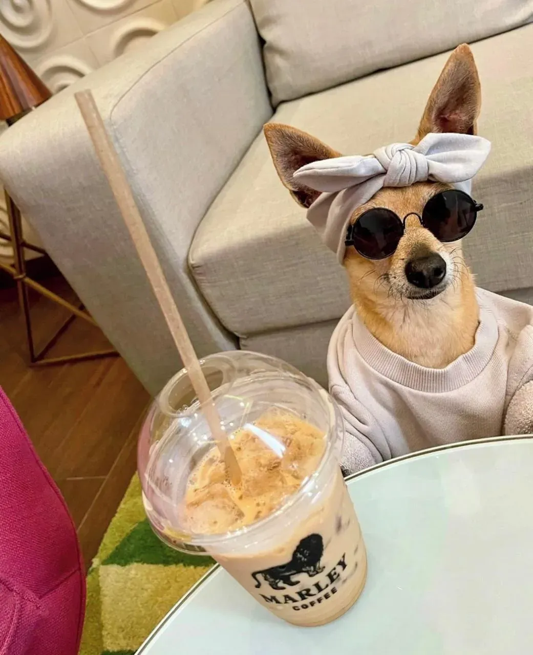 Dog with sunglasses and headband enjoys iced coffee at The Fives Corpo.