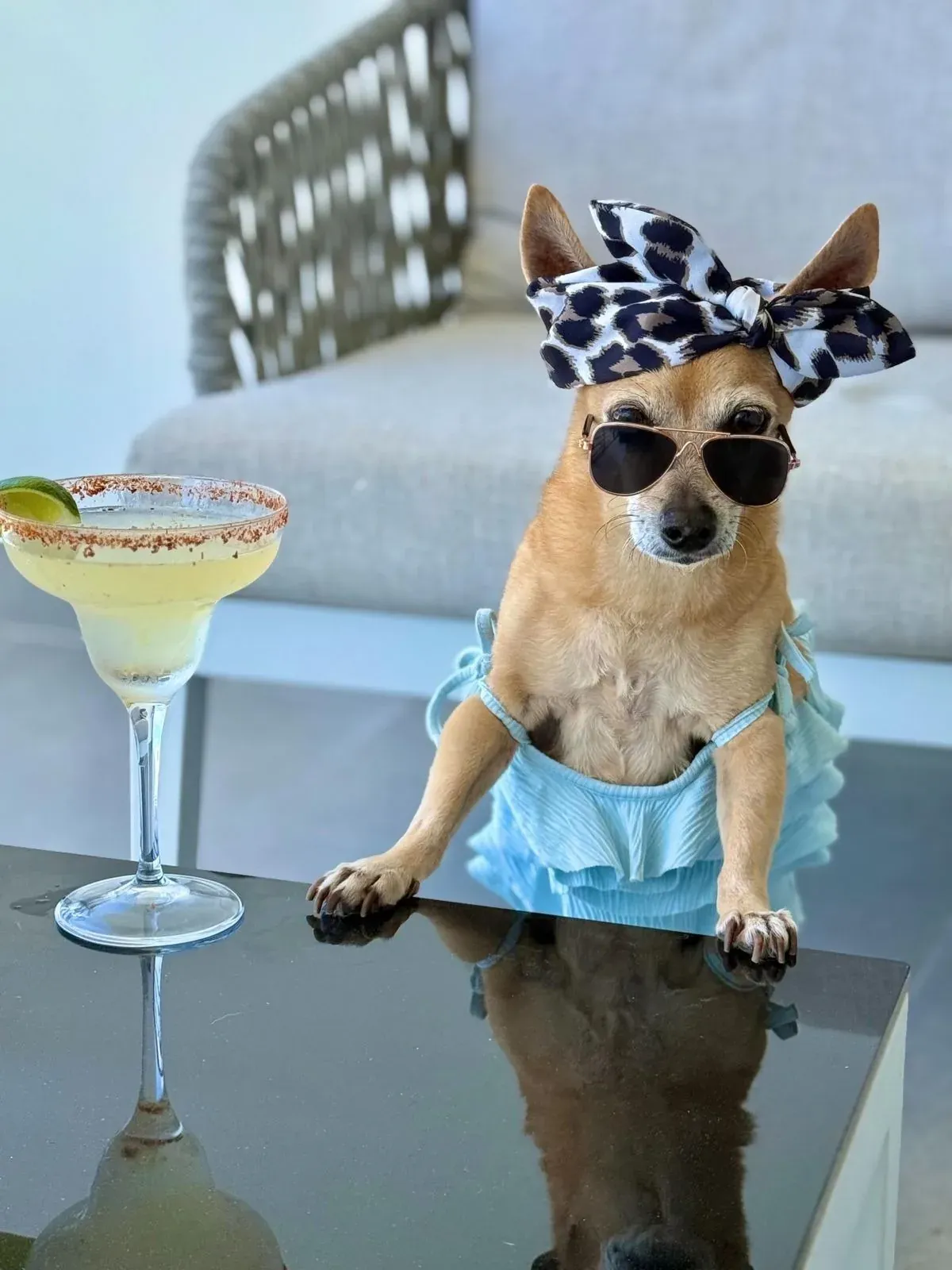 Chihuahua in sunglasses and dress at The Fives Corpo, by a margarita.