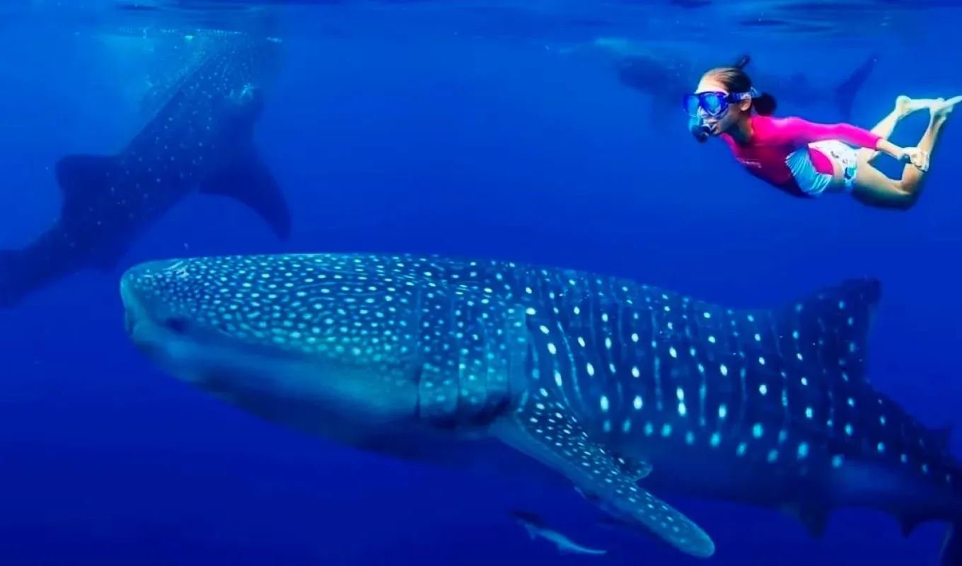Swimming with whale sharks in the Mexican Caribbean