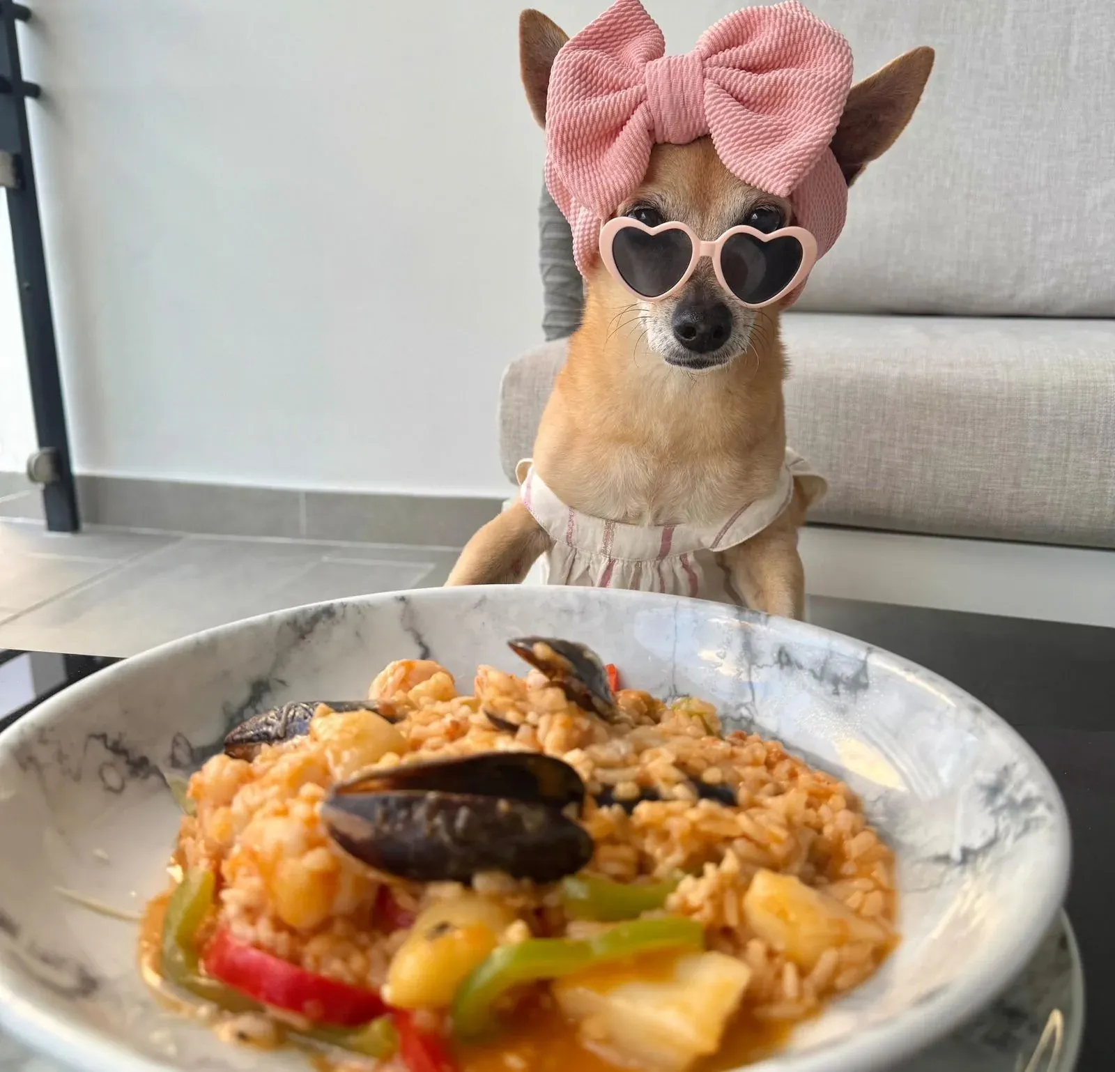 Dog in heart sunglasses & pink bow, sits before paella at The Fives Corpo.