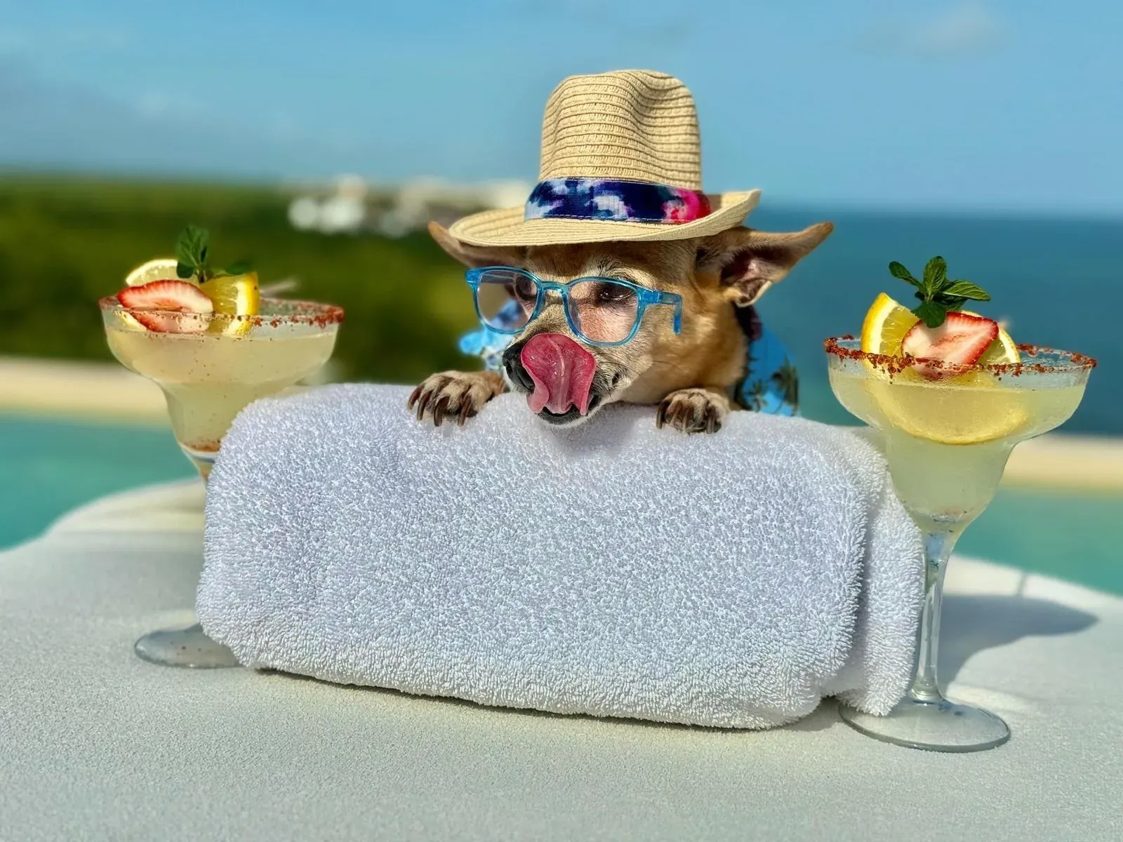 Dog in hat and sunglasses licks margarita at The Fives Corpo resort.