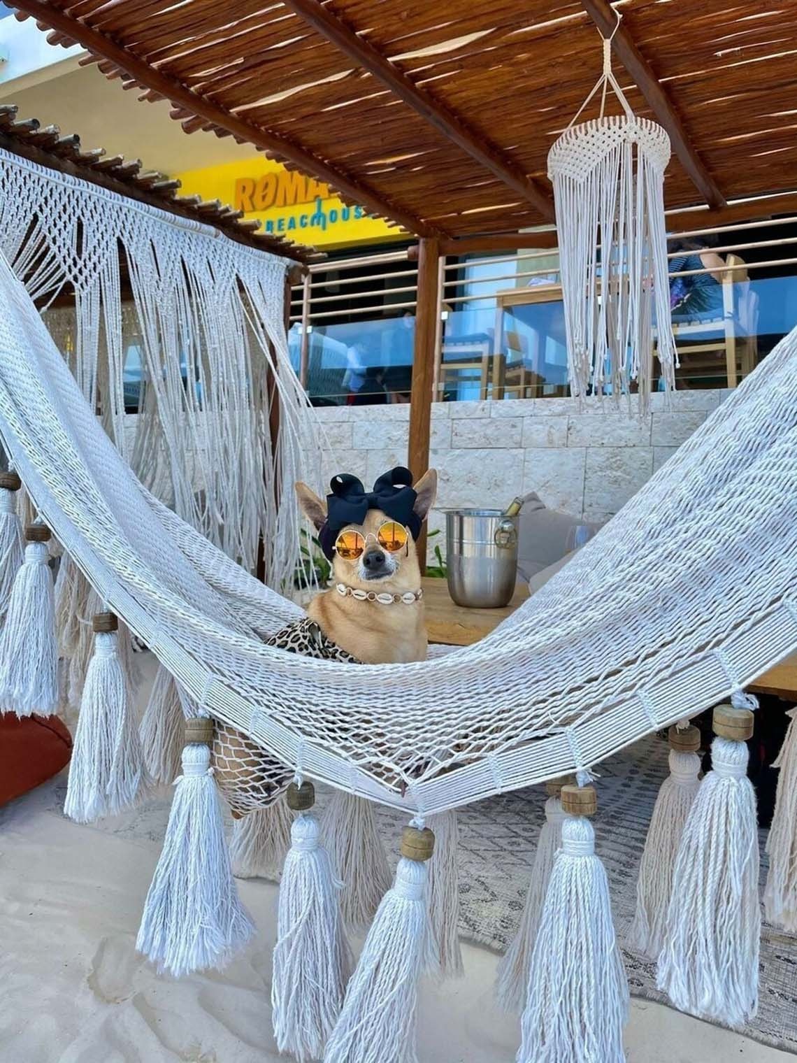 Adorable dog with sunglasses and bow at The Fives enjoys hammock relaxation.