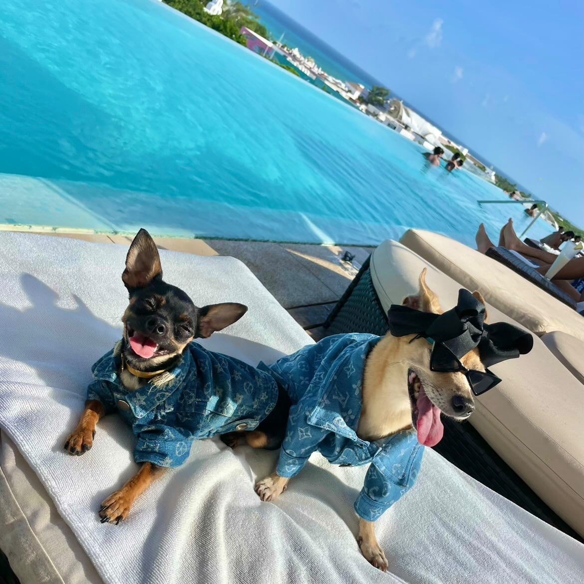 Pet-friendly boutique hotel in Playa del Carmen – The Fives Downtown