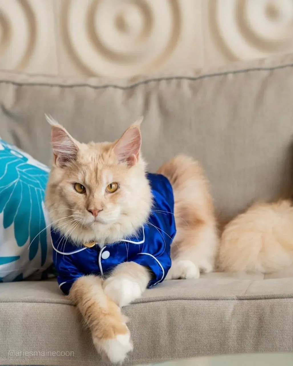 Cat in blue pajamas on The Fives Corpo sofa.