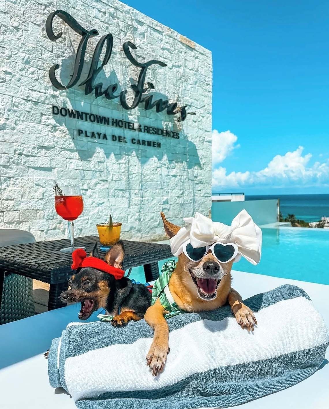 Pareja viajando con su mascota en resort pet friendly de The Fives en la Riviera Maya