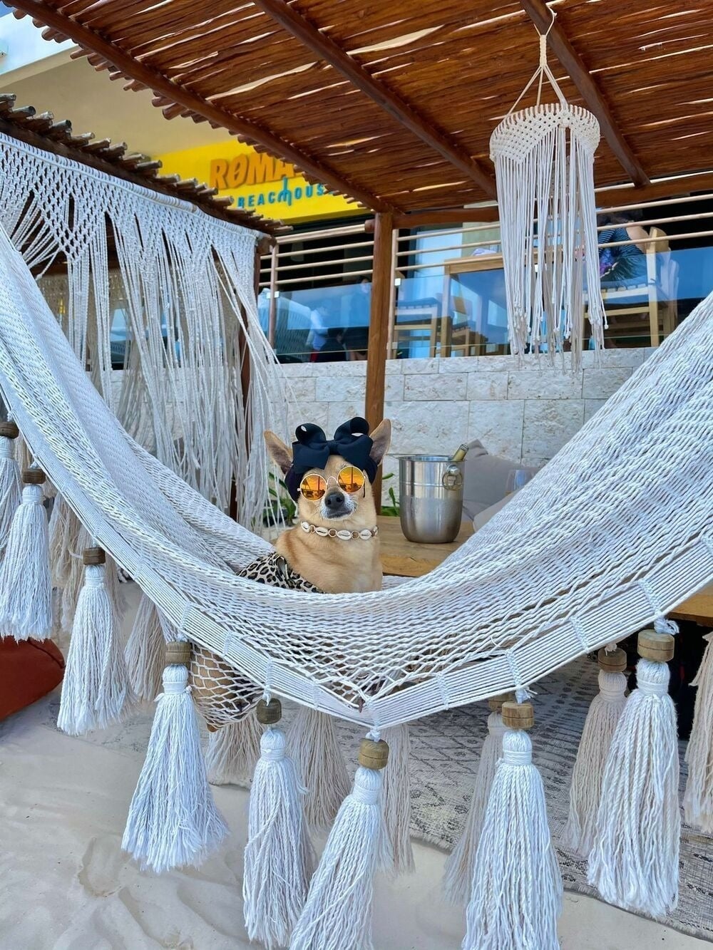 The Fives Oceanfront Puerto Morelos – Pet-friendly boutique hotel