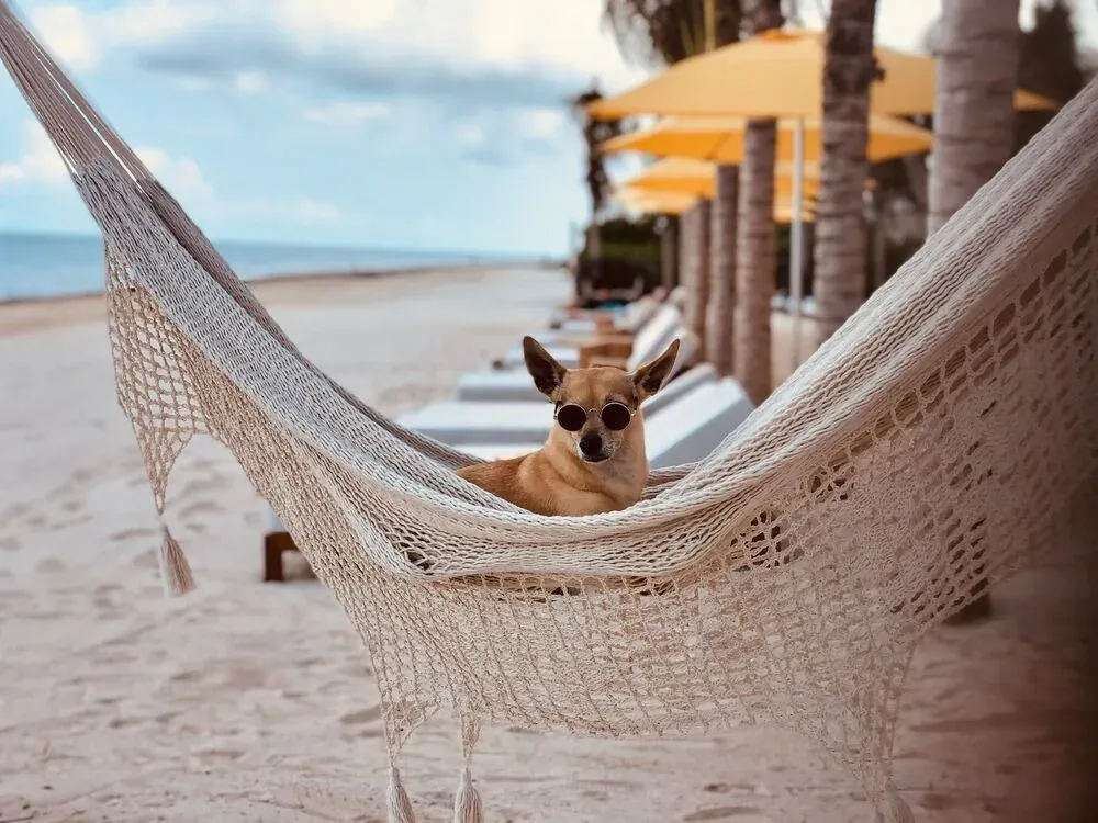 Pet friendly hotel Riviera Maya