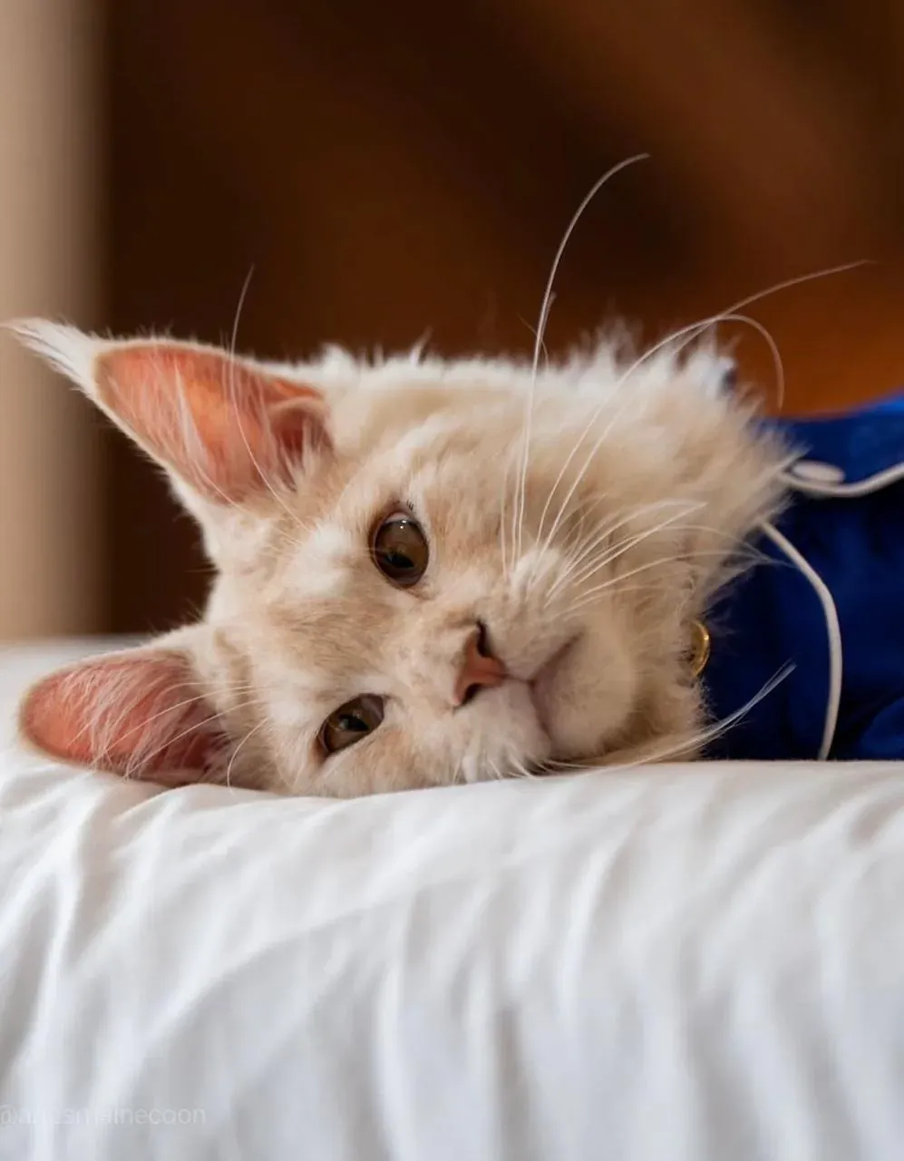 Fluffy ginger cat with gold collar relaxing at The Fives Corpo.