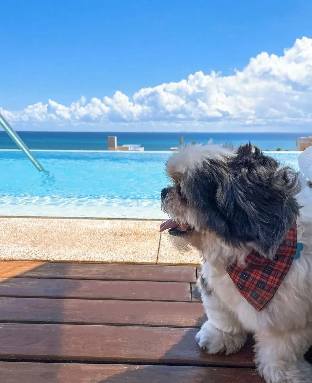 Shih Tzu with bandana enjoys ocean view at The Fives Corpo resort.