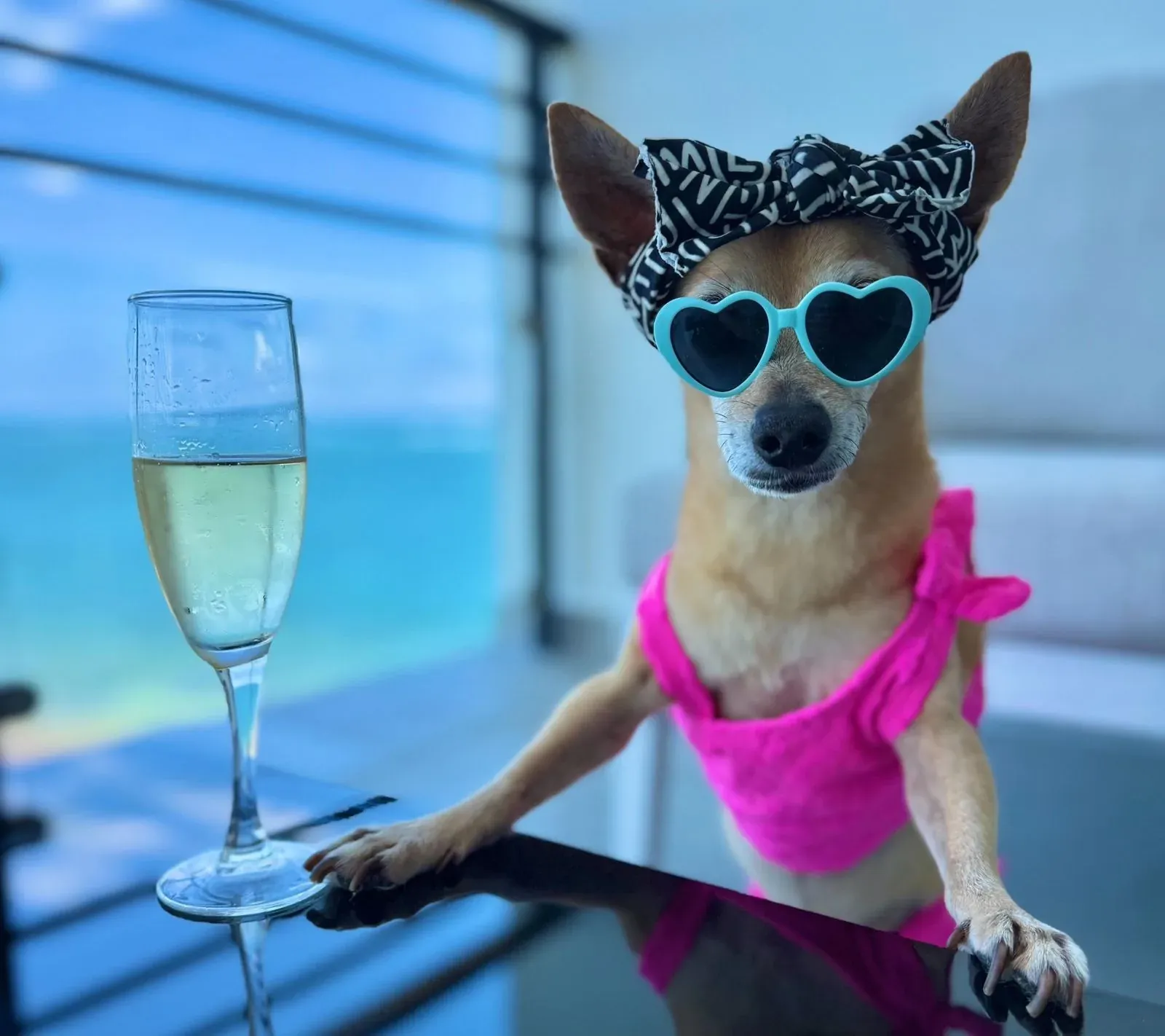 Dog in sunglasses and pink bikini enjoys cocktail at The Fives.