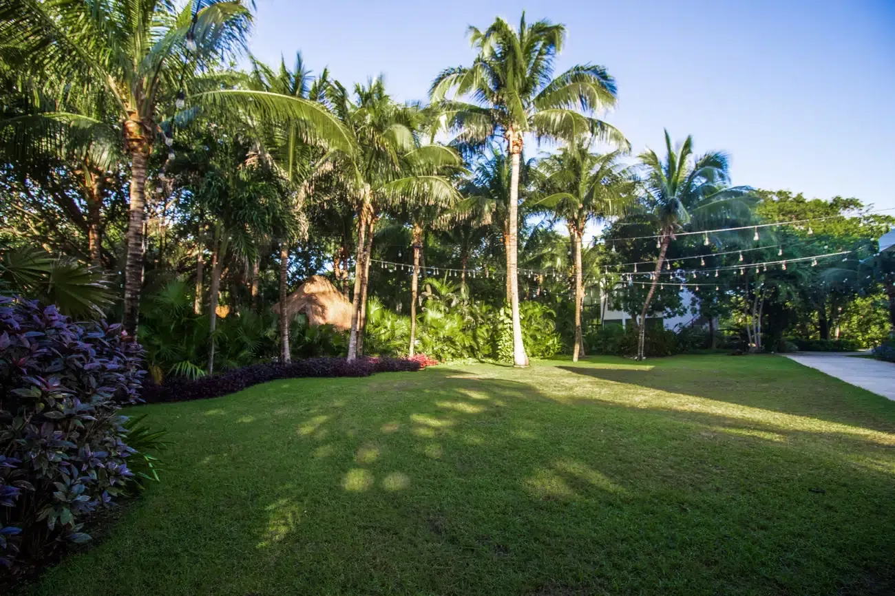 Lush green lawn and palm trees at The Fives Corpo resort with string lights overhead