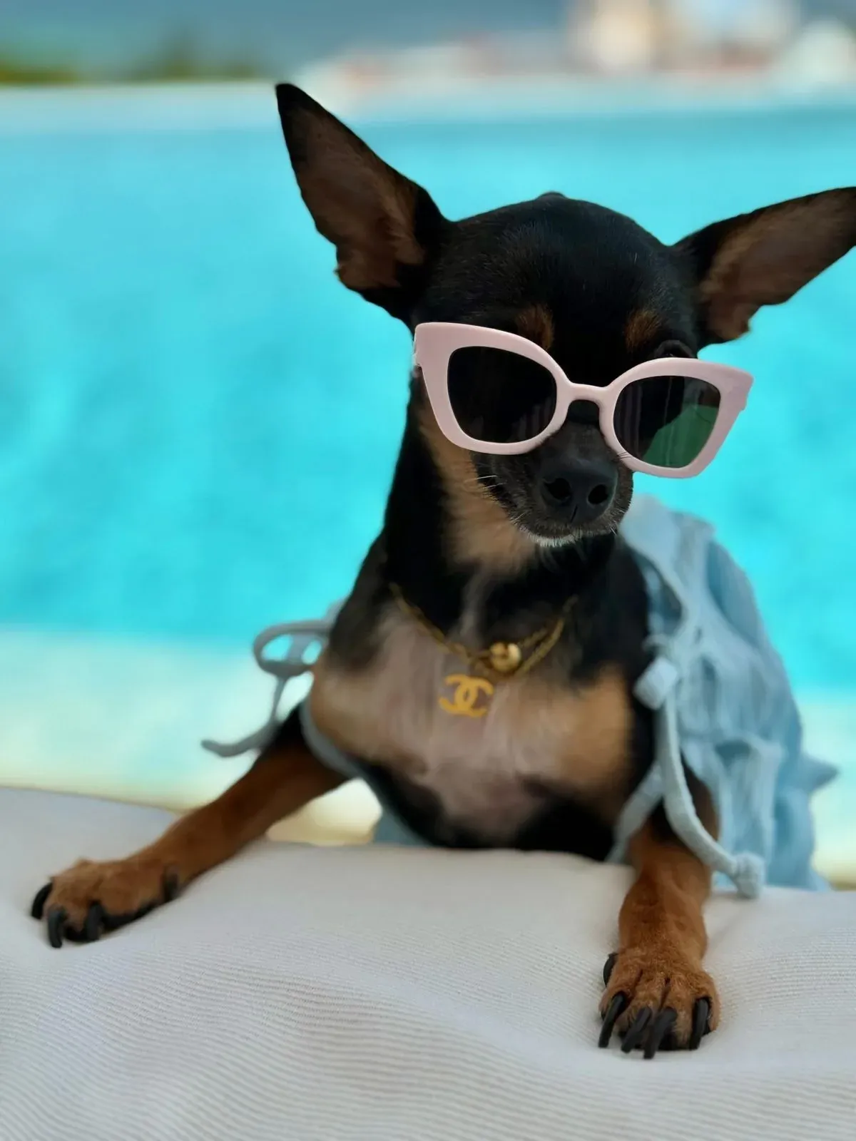 Chic chihuahua with sunglasses and luxury necklace at The Fives Corpo.