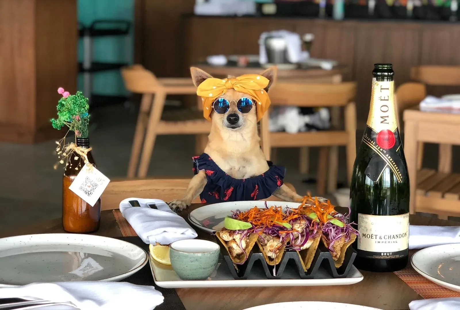 Dog with hat and tacos at The Fives Corpo, a unique hotel experience!