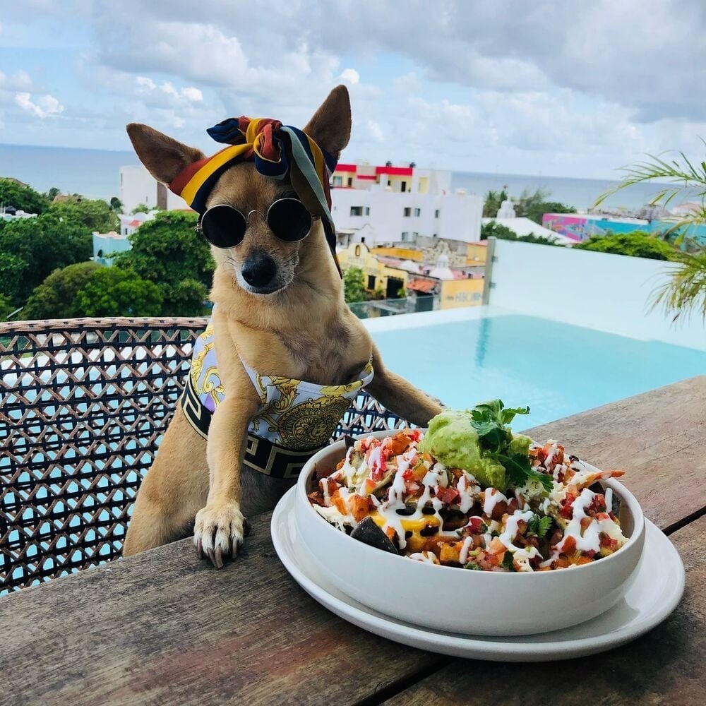 Pet-friendly hotel in Downtown Playa del Carmen near Fifth Avenue