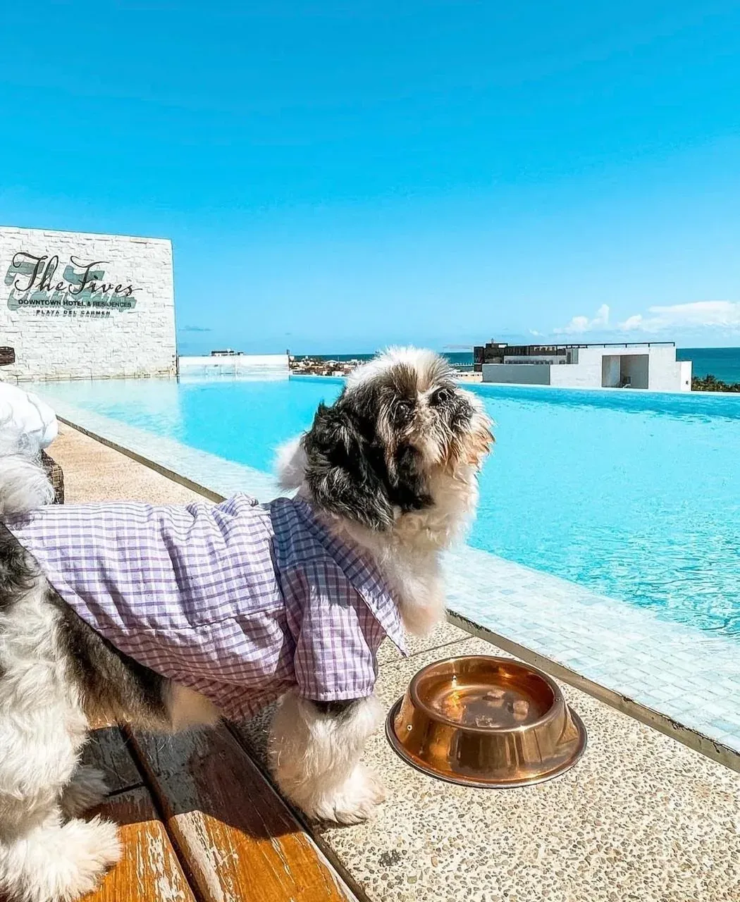 Happy dog at The Fives Downtown Hotel & Residences, Playa del Carmen.