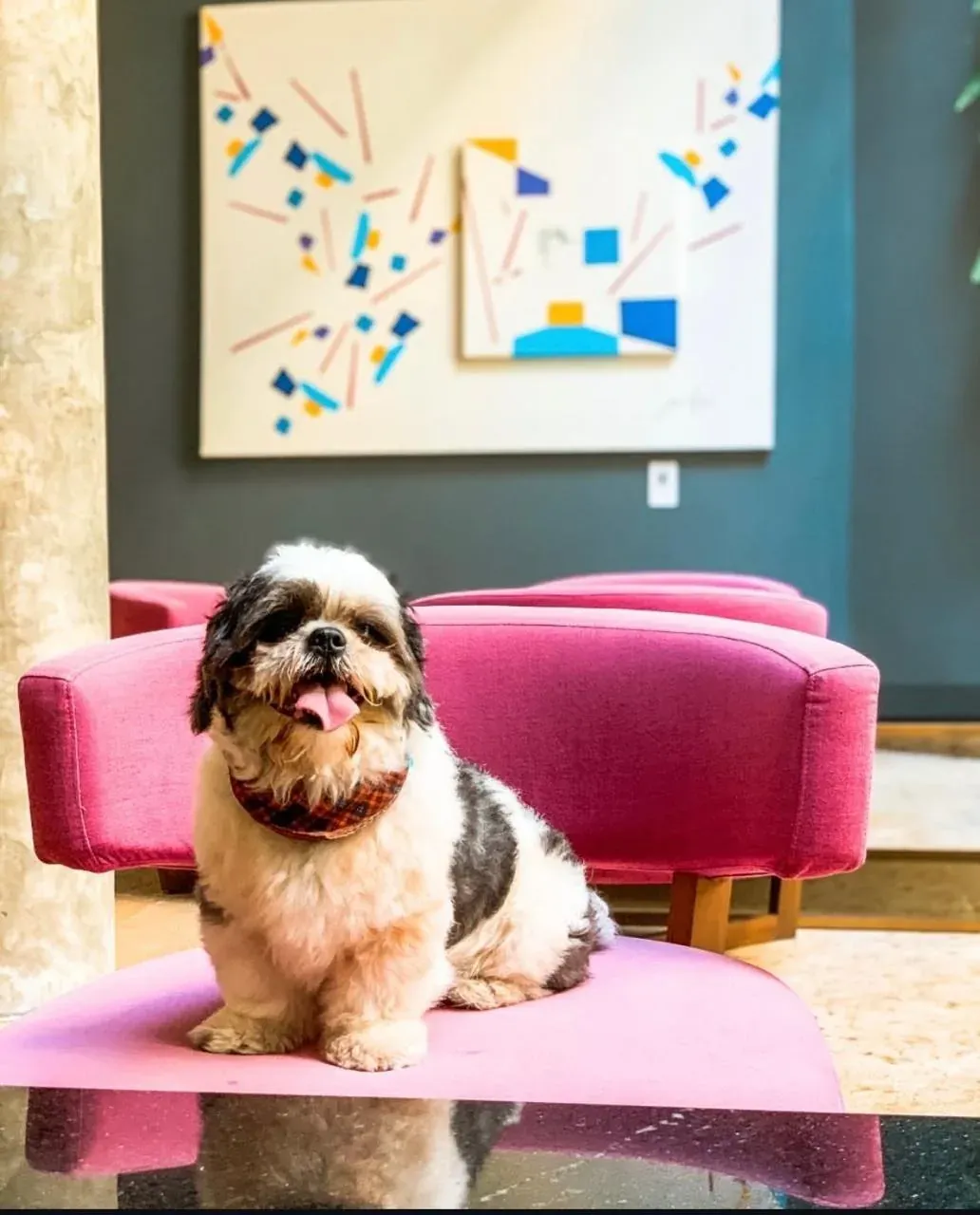 Adorable Shih Tzu on pink chair at The Fives Corpo, modern art backdrop.
