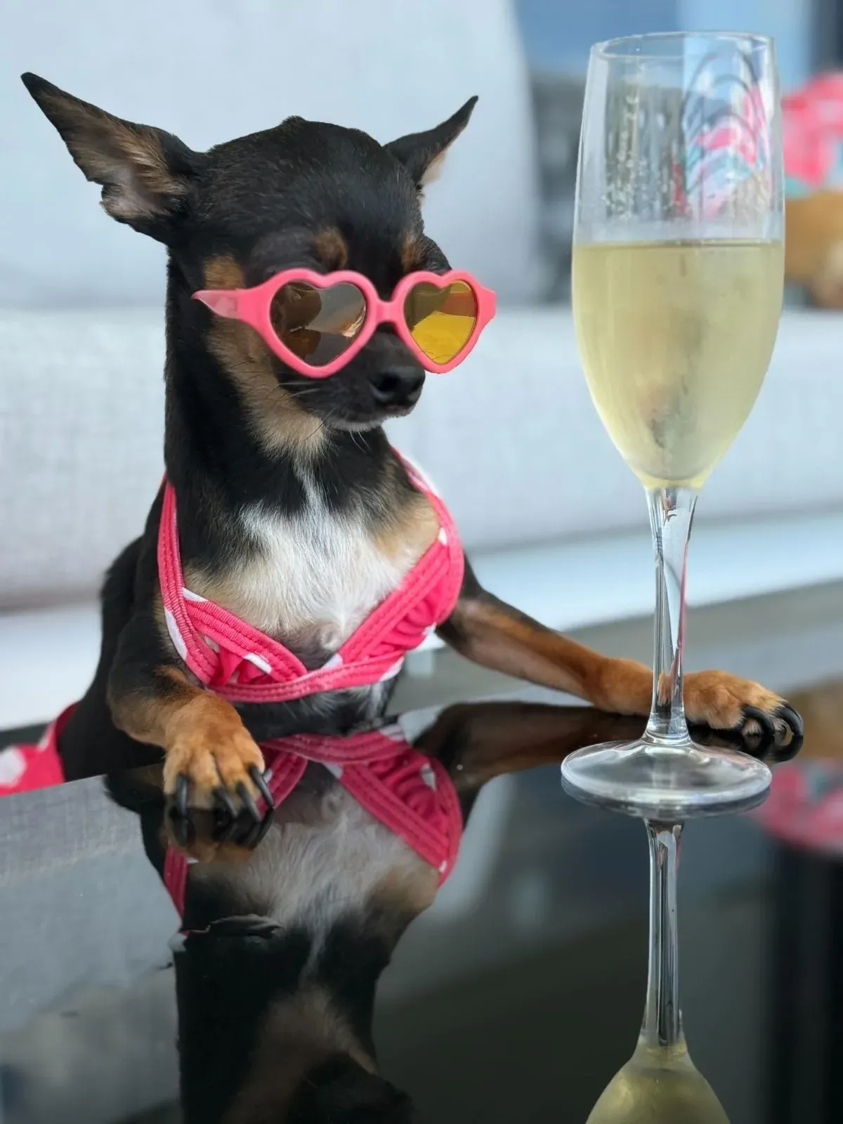 Adorable dog in heart sunglasses and bikini at The Fives Corpo.
