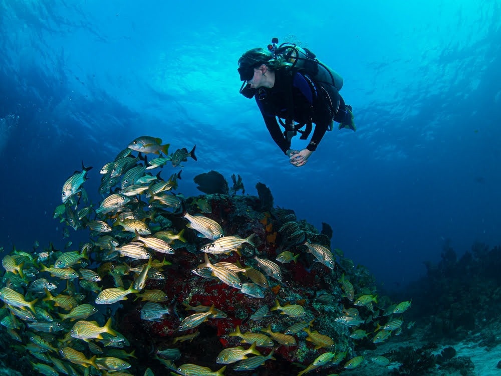 Experiencias de verano en el Caribe Mexicano con cenotes, snorkel, piscina, rooftop y beach club