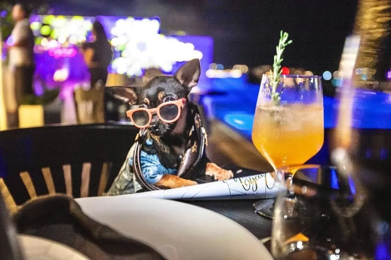 Stylish dog in sunglasses at The Fives, enjoying a poolside cocktail.