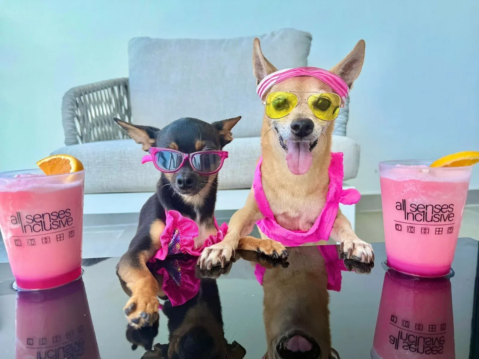 Two dogs in sunglasses and swimsuits enjoy drinks at The Fives Corpo.