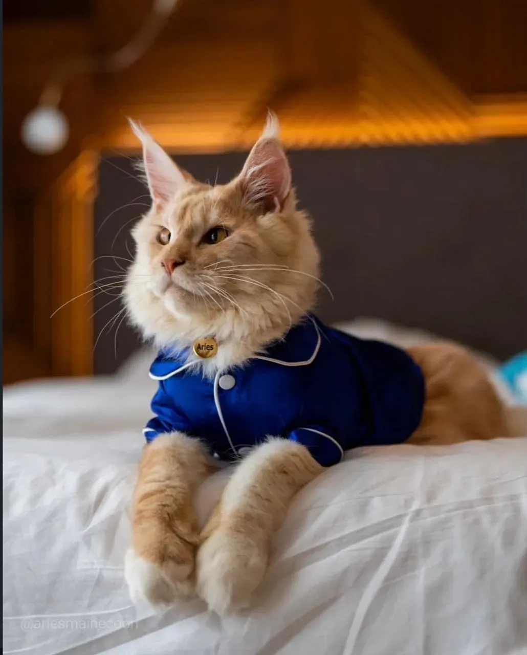 Orange cat in blue pajamas at The Fives Corpo