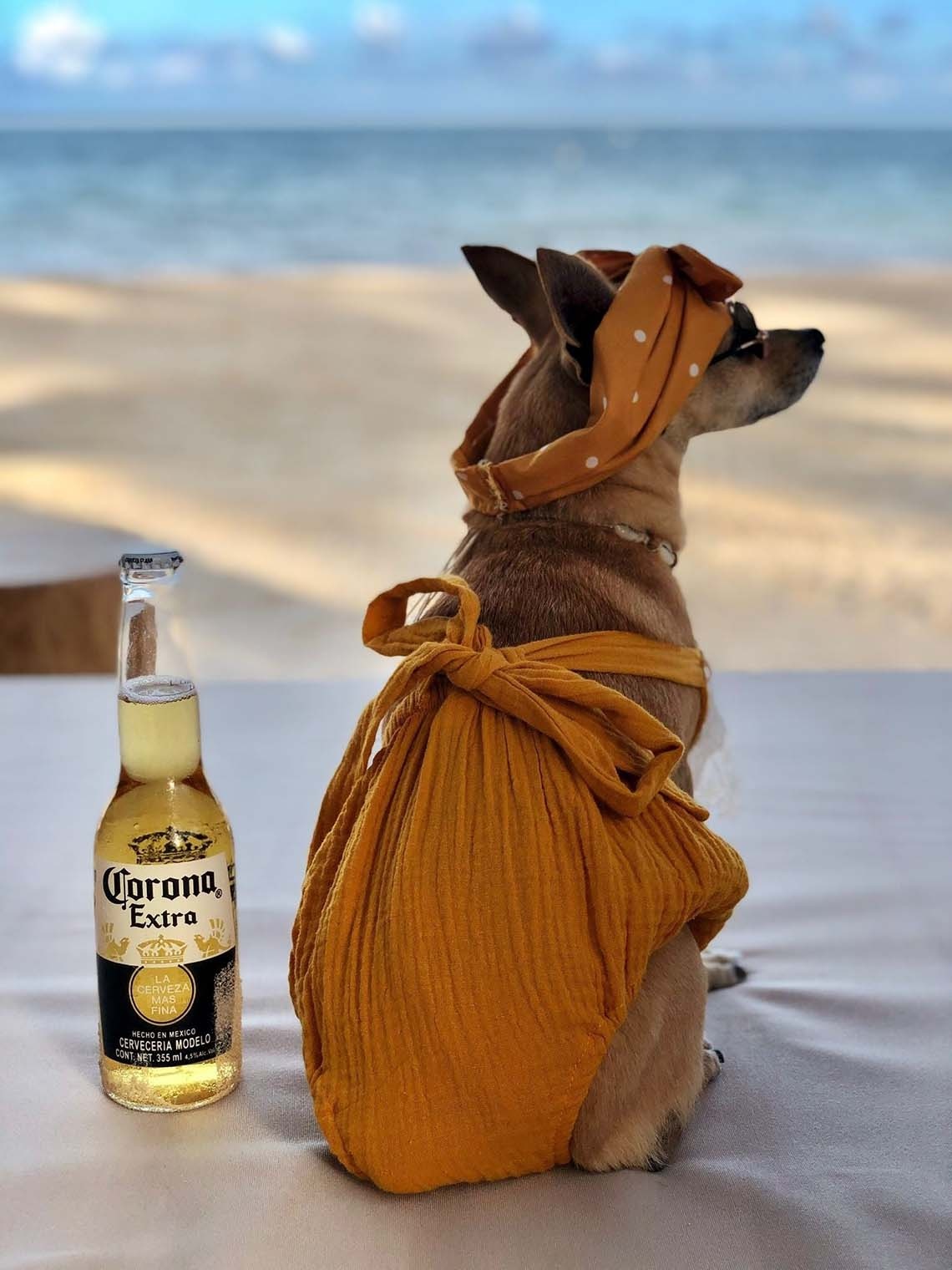 All inclusive pet friendly hotel Riviera Maya