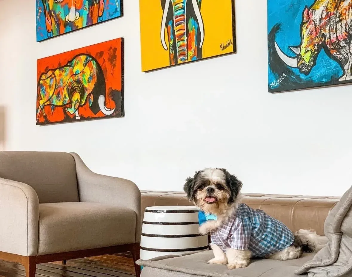 The Fives Corpo: dog in blue shirt and tie sits on a leather sofa.