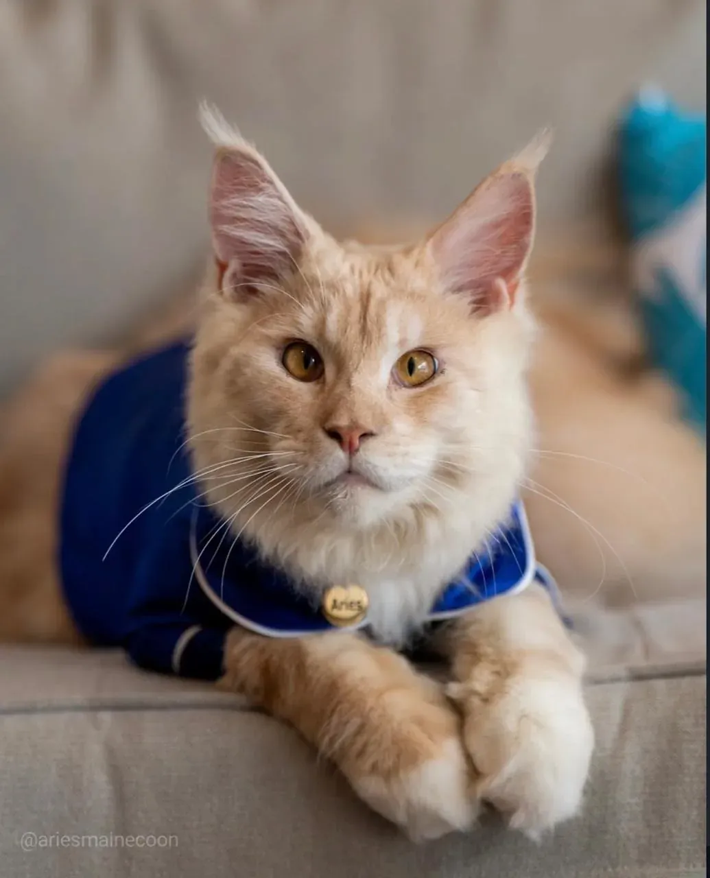 A ginger Maine Coon cat in a blue collar with an 'Aries' tag at The Fives Corpo.