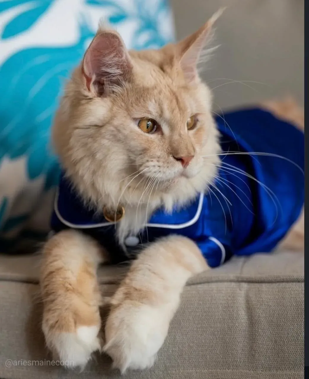 Cute cat in blue pajamas at The Fives Corpo, ready for cozy vacation vibes!