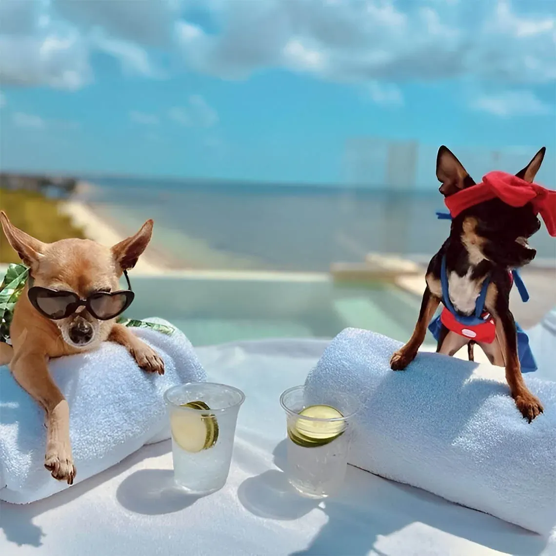 Dos perros con gafas de sol en The Fives, disfrutan de bebidas junto a la piscina.