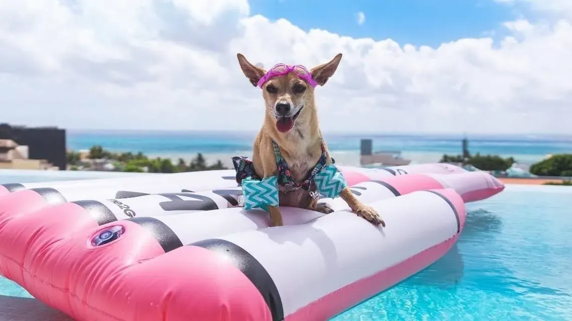 Dog enjoys infinity pool at The Fives Corpo wearing a swimsuit.