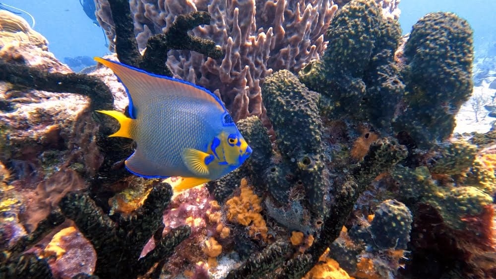 The Fives Oceanfront bienestar y snorkel en Puerto Morelos