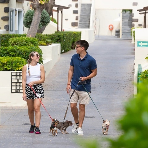 a man and a woman are walking two dogs on leashes