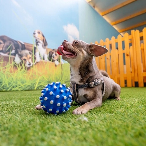 a small dog is playing with a blue ball
