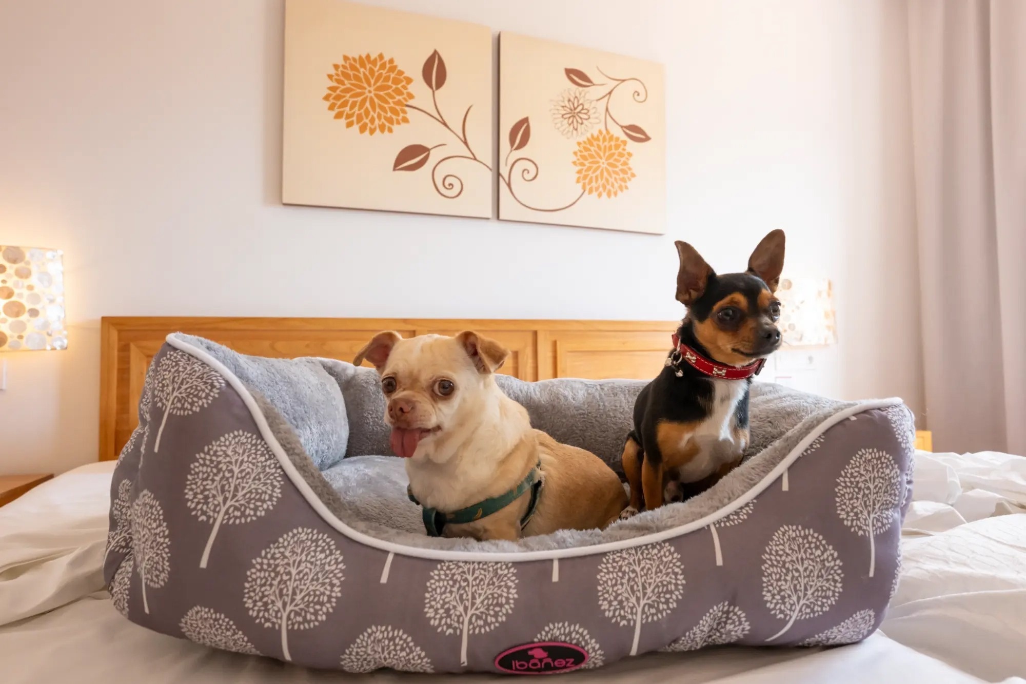 una mujer sentada en un muelle mirando al océano