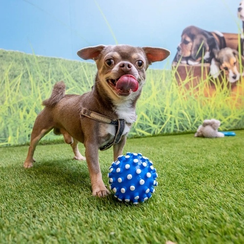 a small dog playing with a blue ball on the grass
