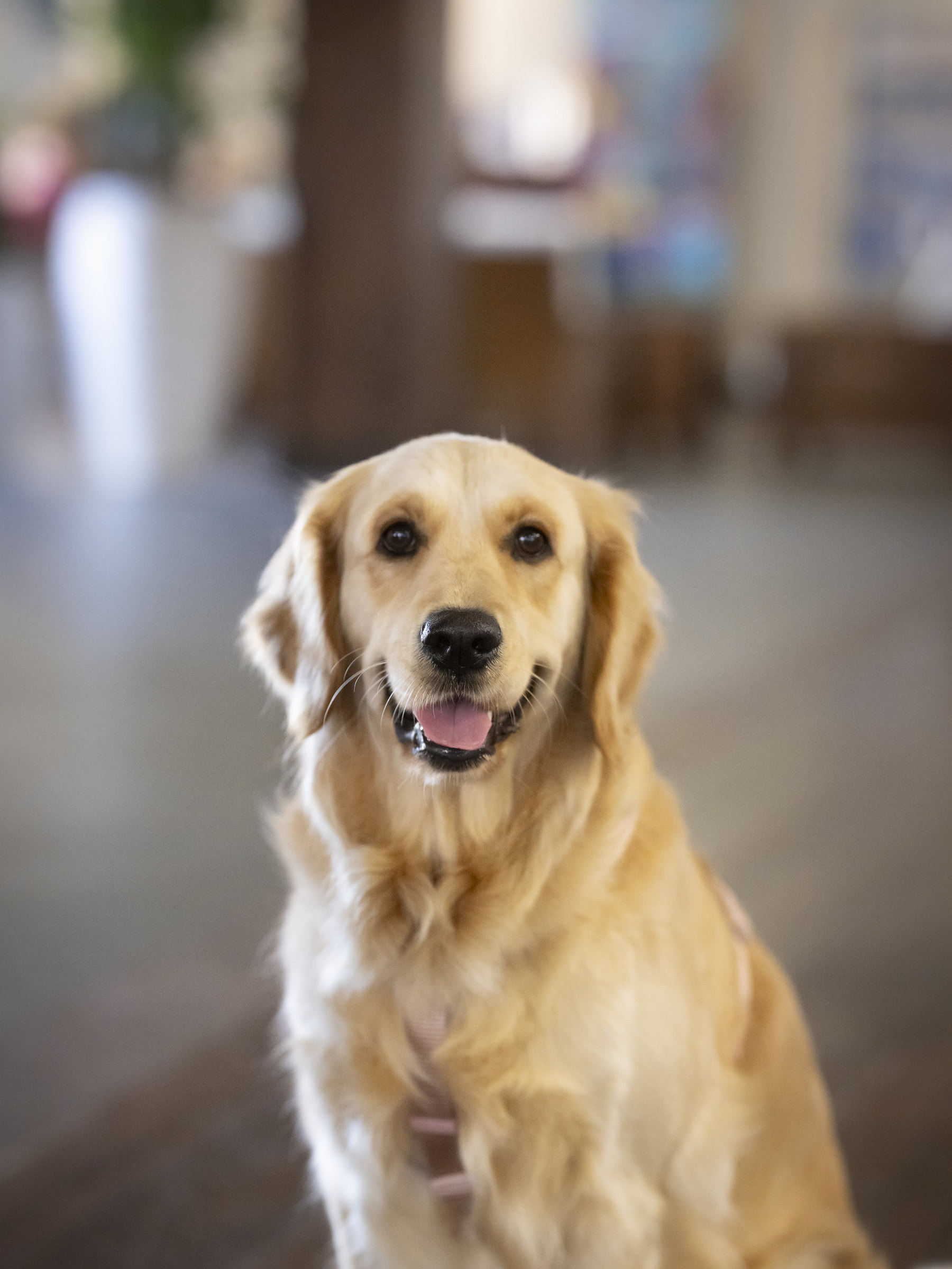 Golden retriever with pink harness at a hotel lobby GF: Corporativa