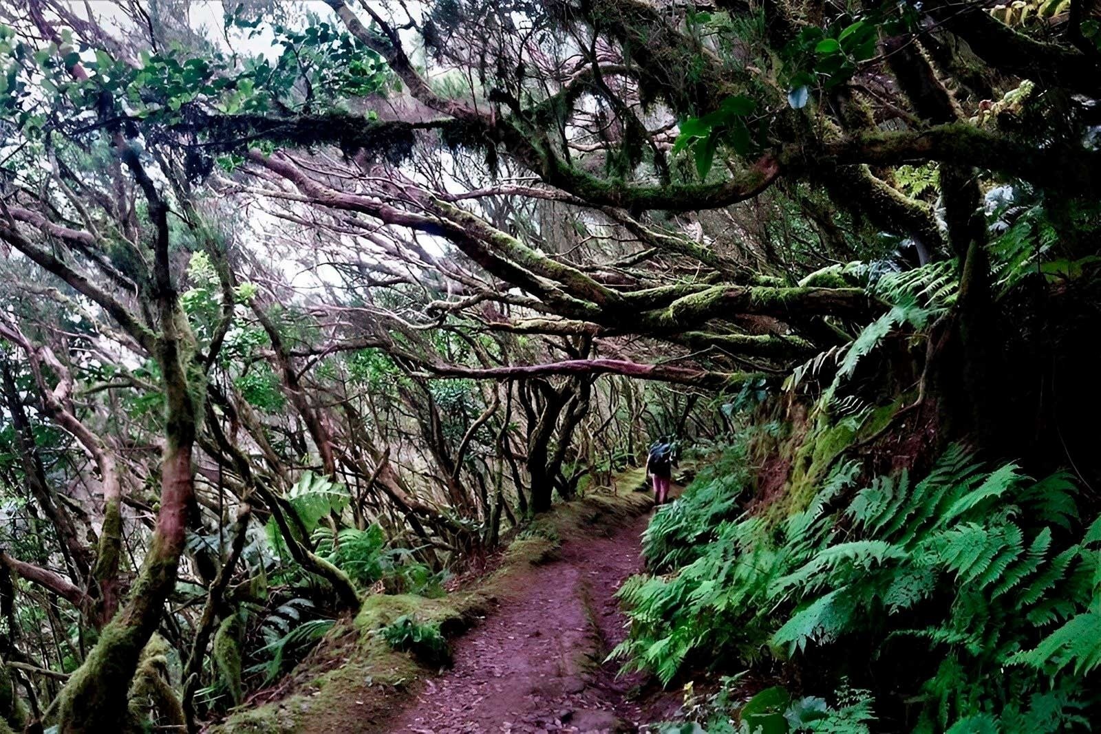 a person walking down a path surrounded by trees and ferns