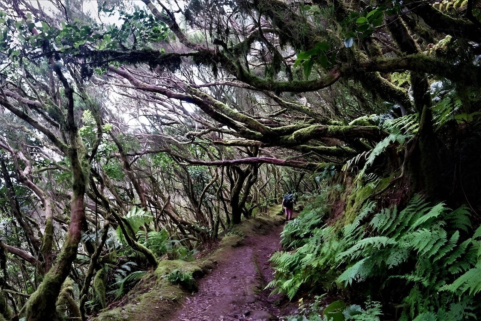 una persona camina por un sendero lleno de árboles cubiertos de musgo y helechos