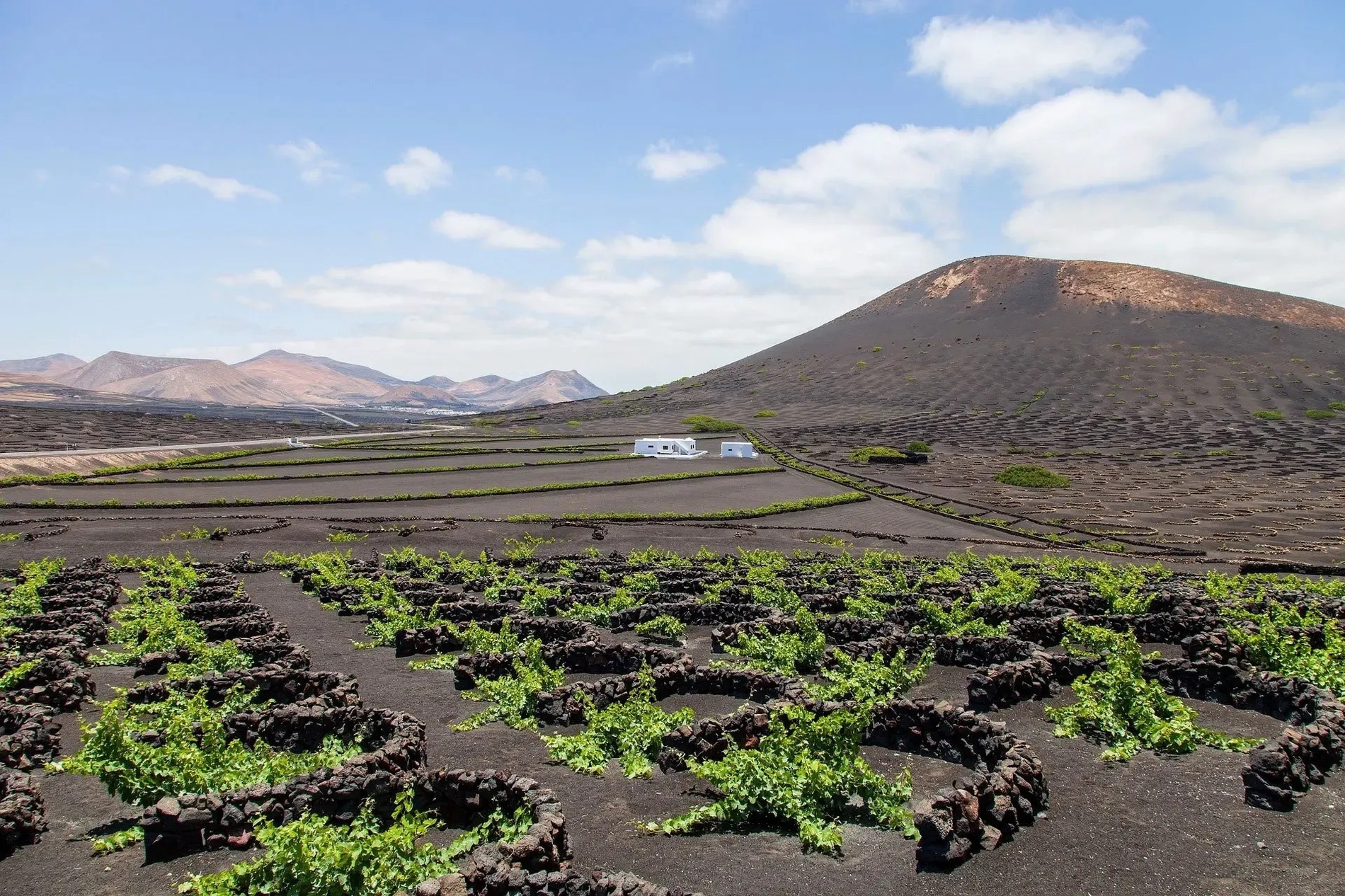 Tasting of wines from the Canary Islands