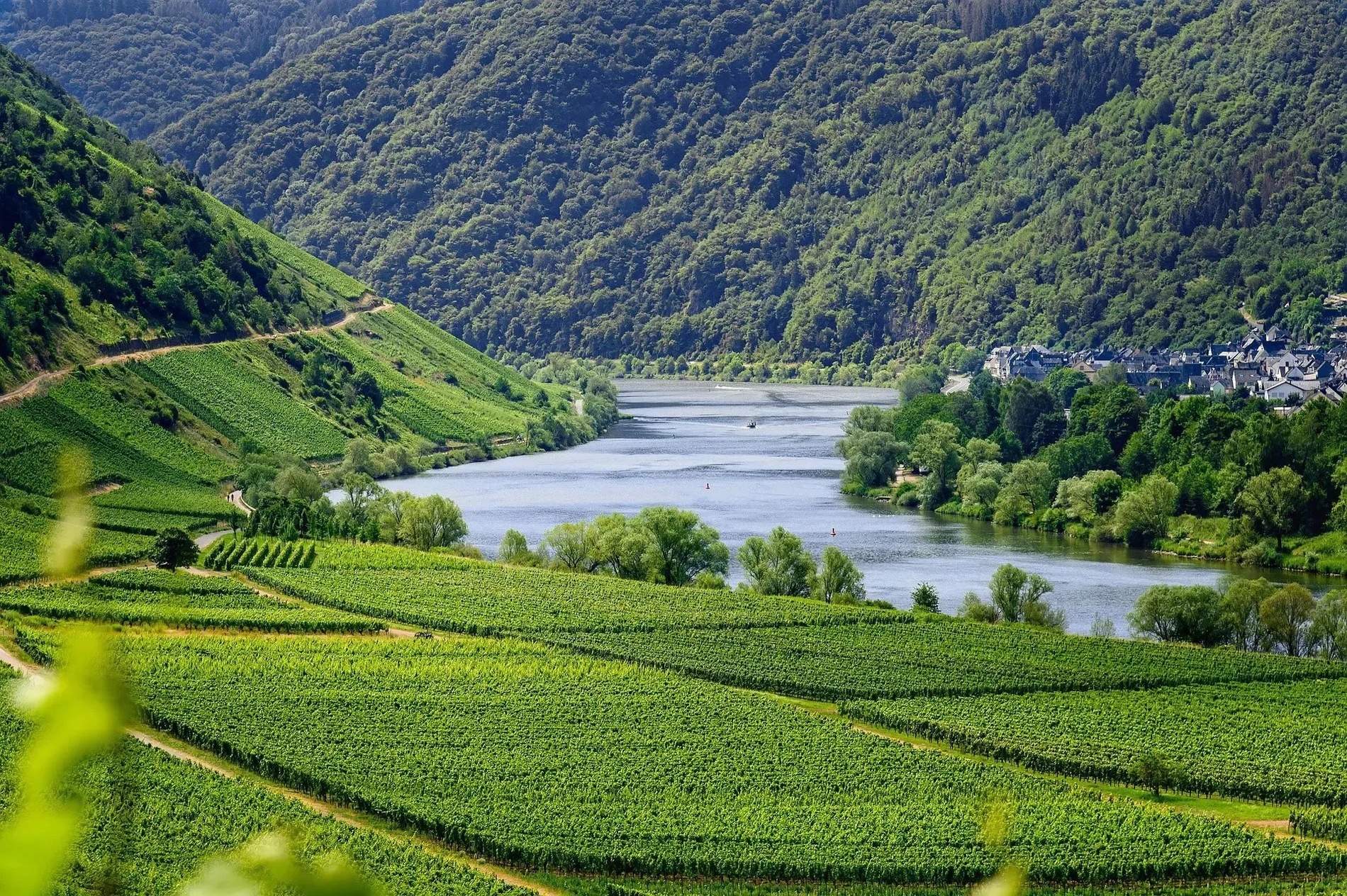 Dégustation de vins européens