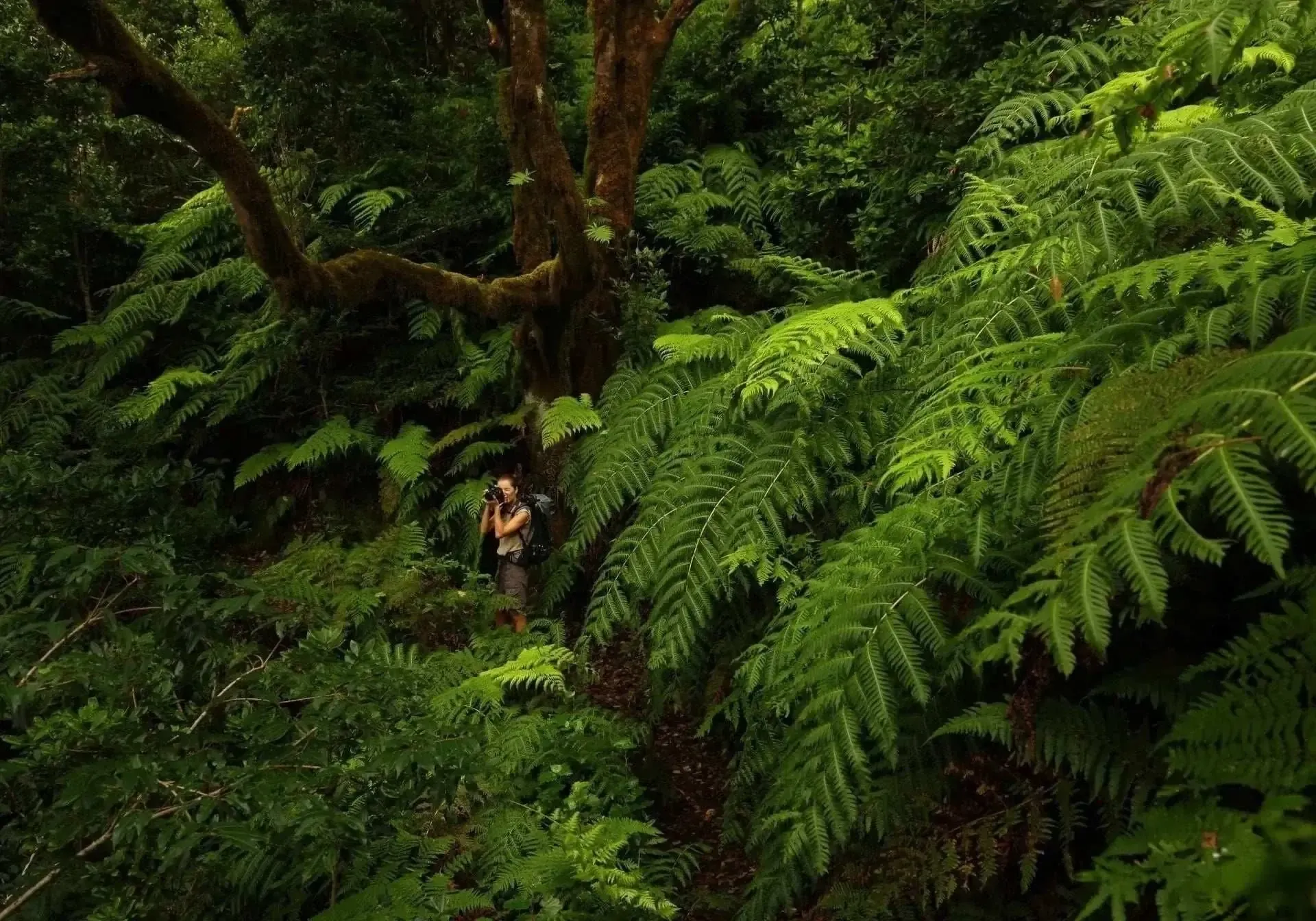 Hiker photographs lush ferns, a unique Tenerife south experience at Royal River Luxury Hotel *****.