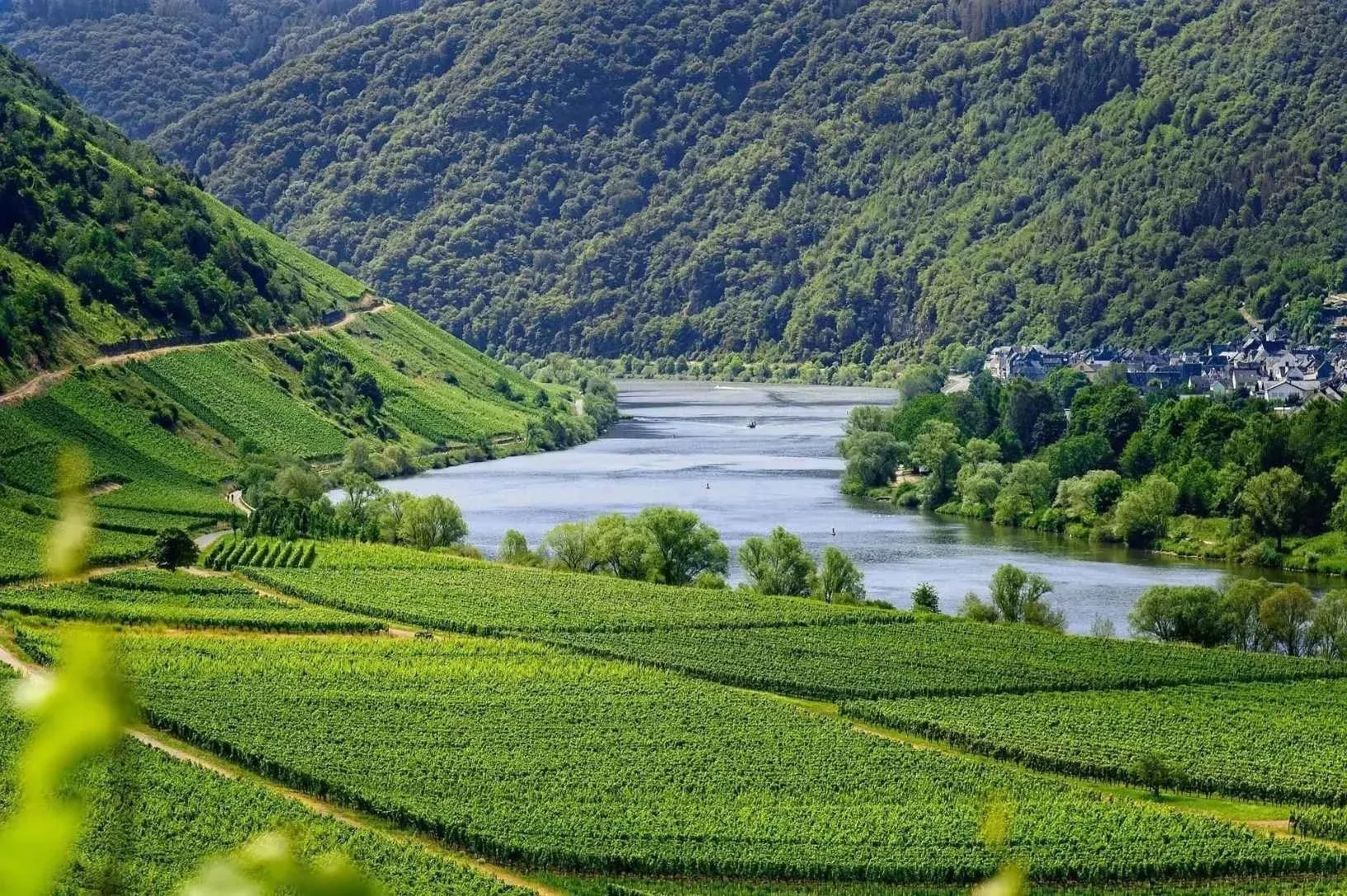 Vignoble pittoresque en terrasse au bord d'une rivière, près d'un village. Idéal pour une dégustation de vins privée | Hôtel de luxe Royal River ***** | Ténérife.
