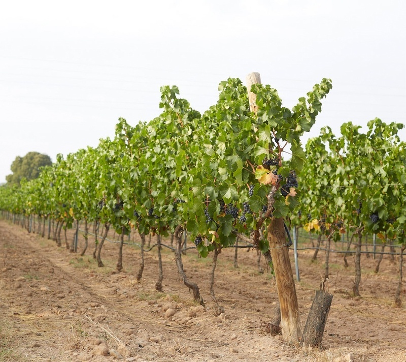un vi de vinyes amb algunes grapes a la tija